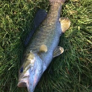 Meet your Posher, Owen